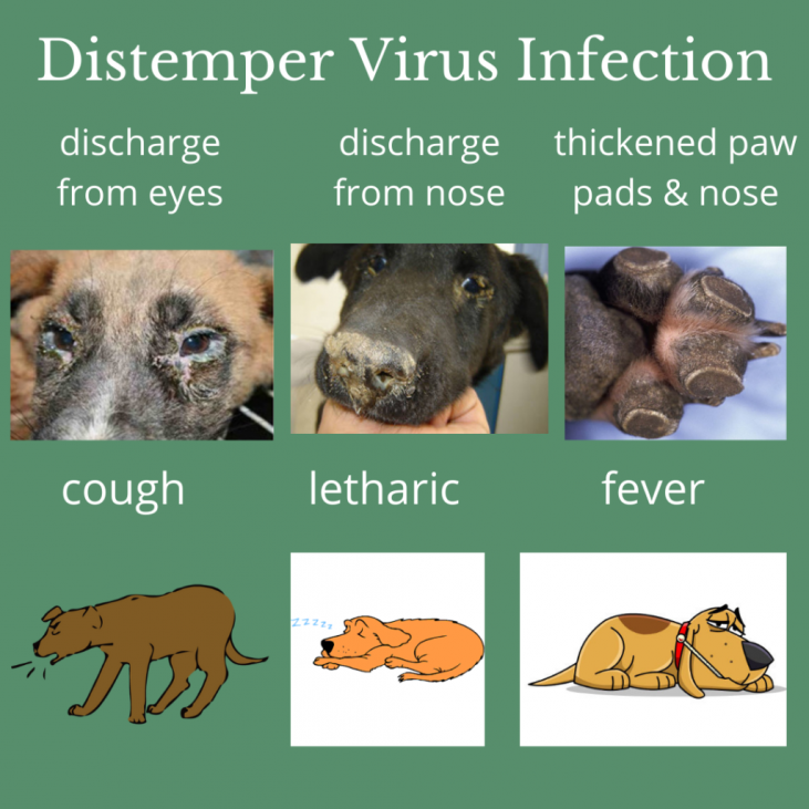 Canine distemper outbreak