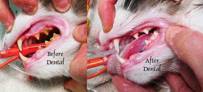 Dental Diseases In Cats